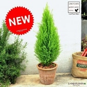 <br><br>������ɥ��쥹�� ���㿧�˥⥹�ݥå� �ȡ��� �饦��ɷ� <br>MOSS POT�����˥ե���������ޡ����ꥹ�ޥ��ĥ꡼�����쥹�ȡ��ġ����ڡ�������ޡ����տ�ʪ��<br>�ƥ饳�å� �Ǿ� ƫ�� �֥饦�� ����� ��