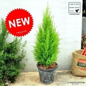 <br><br>������ɥ��쥹�� �ʳ����˥⥹�ݥå� �ȡ��� �饦��ɷ� <br>MOSS POT�����˥ե���������ޡ����ꥹ�ޥ��ĥ꡼�����쥹�ȡ��ġ����ڡ�������ޡ����տ�ʪ<br>�ƥ饳�å� �Ǿ� ƫ�� �֥�å� ���졼 �� ��