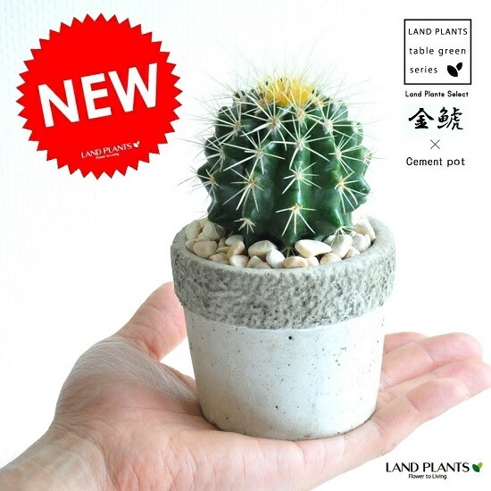 石鉢　多肉植物　サボテン Amazon.co.jp: 2個多肉植物鉢 楕円形サボテン鉢 多肉植物鉢 植木鉢
