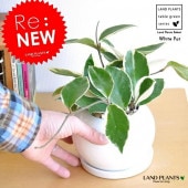 <br><br>�ۥ�ʥ���Ρ����� �� �ݷ� ƫ��ȭ �������� <br>��åץ��顼���ۥ䥫��Ρ�����<br>��Ϸ�������ݥ���Ⱦò������տ�ʪ���ۥ䡦�������⡦���祦�����ȥ�