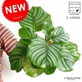<br><br>�ڤ���� ����ƥ��ʥ���ӥե��ꥢ�� �� �ץ饹���å�ȭ 4�� <br>��Calathea orbifolia�����������󡡷�Ϸ�������ݥ���Ⱦò������տ�ʪ