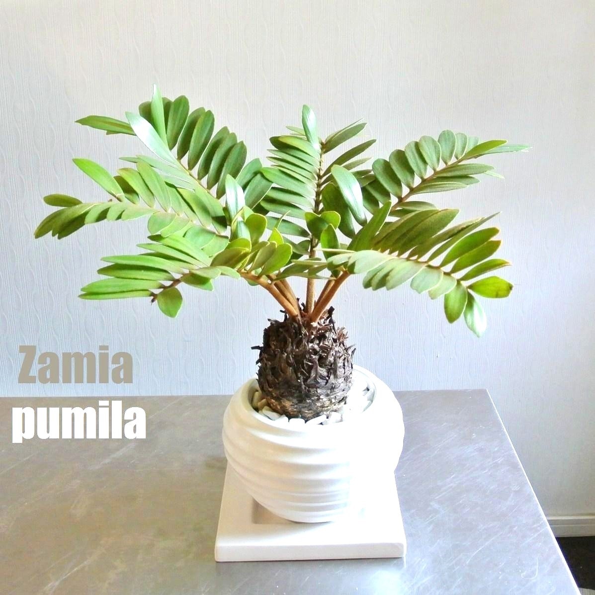 観葉植物 】 【SALE】 白色デザイン陶器鉢に植えた ザミア・プミラ