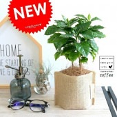 <br><br>�����ҡ����ڡ����ޡ�ȭ���С����åȡ�4�極������<br>coffee�����ꡦ�����ҡ��Υ������ڡ��ġ�<br>���� �� Cannabis ���եȡ��ץ쥼��ȡ��Х�󥿥��󡦥ۥ磻�ȥǡ�����Ϸ���������տ�ʪ