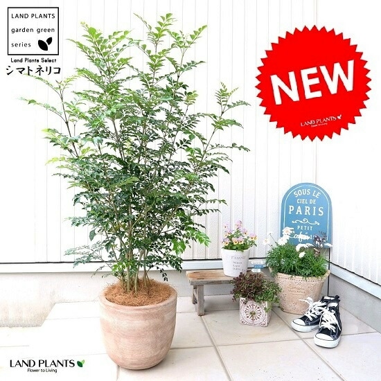 br><br>シマトネリコ デザインの良い テラコッタ 鉢植え （横縞） <br