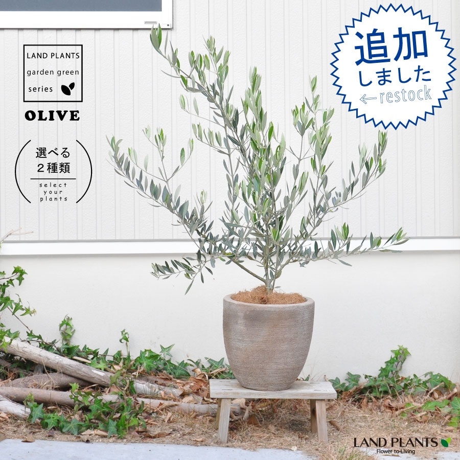 br><br>【 ガーデンツリー 】【選べる樹景】 Garden green series