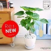 <br><br>����٥顼���ʥ��硼�ȡ� �� ���å��� �饦���ƫ��ȭ��ŷ���С��򿧡� <br>���ե�����������٥顼�����ۥ磻�ȥ��顼<br>��8�桡�ڳڥ���_��å��ۡڳڥ���_��å����ϡۥ����١������������ϡ��ȥ꡼�ա�����Υ���������ڡ�����٥顼��