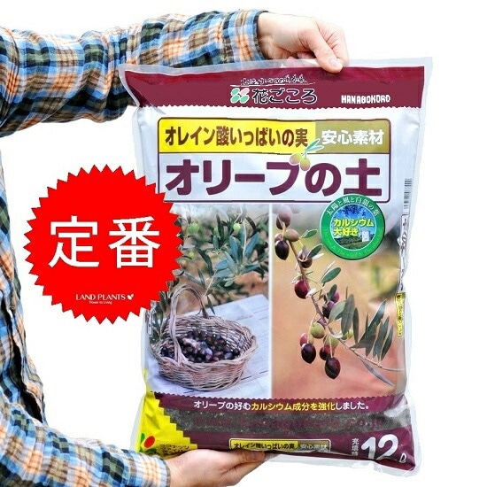 Olive オリーブ12冊まとめ売り Old Olive 古木オリーブ［No.07］× 11号鉢 (φ33cm) | Botanic