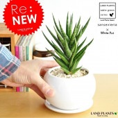 <br><br>���󥹥٥ꥢ�ʥե�󥷥����� �� �ݷ� ƫ��ȭ <br>���󥻥٥ꥢ����奦���ĥ�󡡷�Ϸ�������ݥ���Ⱦò������տ�ʪ