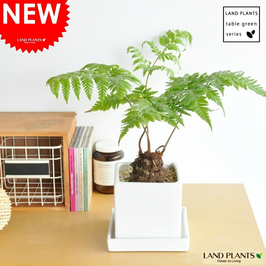 【観葉植物】希少ゴールデンチャウチャウ受皿付 観葉植物】希少ゴールデンチャウチャウ受皿付 【公式通販】