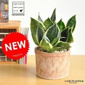 <br><br>���󥹥٥ꥢ�ʥ��꡼�󥰥��ǡ� �㿧 �⥹�ݥå� ���������� �ƥ饳�å� <br>MOSS POT���ƥ饳�å���ƫ��ǾƤ�������󥸡�<br>�פ������ȥ�Υ������󥻥٥ꥢ�����ꥰ�顡�������� ���տ�ʪ ����̵��