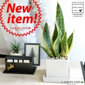 <br><br>���󥹥٥ꥢ�ʥ��������� �� ���塼�ַ� ƫ��ȭ S�����������С��������������  <br>�ۥ磻�ȡ�ƫ��ȭ������ȭ���ͳѡ�����������<br>�פ������������ƥ������󥻥٥ꥢ������������ ���տ�ʪ ����̵��