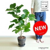 <br><br>����٥顼���ʼ��������� ���� ���å��� �饦���ƫ��ȭ�ʥС������åס� <br>ȭ���� ȭ ��100���� 8�� �� �֥�å� <br>���տ�ʪ ����̵��