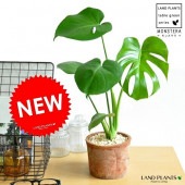 <br><br>��󥹥ƥ���㿧�˥⥹�ݥå� ���������� �ƥ饳�å� <br>ȭ��������󥹥�����MOSS POT���ǥꥭ������˱��� (�ۥ��饤���祦)����ե��ɥۥ顦�ƥȥ饹�ڥ�ޡ����ȥ��⥫����°���ۥ��饤���祦°���ǥꥷ�������ǥꥷ������ ����̵��