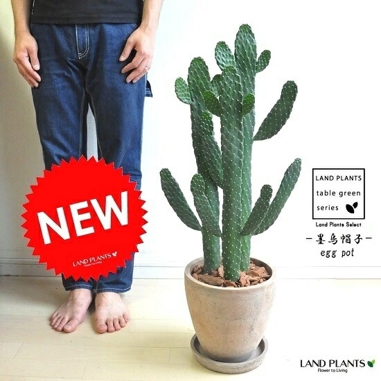 br><br>サボテン（墨烏帽子：スミエボシ） 茶色 エッグ型 ラウンド陶器