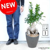 <br><br>NEW!!�����꣱����Ķ���硡������ޥ롡�ߺϻ�Ω�ơ��ѷ�ƫ��ȭ�˿�������������ޥ����<br>���ڳڥ���_��å��ۡڳڥ���_��å����ϡ۷뺧����ξ�ƤؤΥץ쥼��ȡ��ͻ����˥󥸥󥬥���ޥ롡������ޥ���������ޥ롡��Ϸ�������ݥ���Ⱦò������տ�ʪ