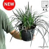 <br><br>NEW!!��������奦����ε��5�極������Ophiopogon planiscapus��<br>�𡦥���Υҥ����ġ����ڡ���ε��ε�Υҥ���ȭ��ȭ������<br>��ζ����Ϸ�������ݥ���Ⱦò������տ�ʪ����奦�Υҥ���ε��ɦ������Υҥ���
