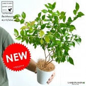 <br><br>�ڤ���� ���ʥ��ޡ��ȥ� 4�� �� �ץ饹���å�ȭ ���ȥ顼�롡<br>Backhousia myrtifolia�����ʥ�󥮥�Х�����ȭ������<br>�ġ����ڡ�����ޡ��ȥ롦�ϡ��֥ƥ�����<br>�˥å����Х륳�˥��ȡ��ݥ���Ⱦò������տ�ʪ���ϡ���