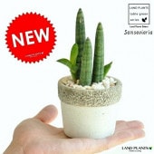 <br><br>���󥹥٥ꥢ�ʥ����å����� �����ͤΥ����ȥݥå� S������ ƫ��ȭ <br>���󥹥��٥ꥢ�����ȥ���󡦥ȥ�Υ����פ��������եȤ˺�Ŭ�ɣԣţͤ����<br>¿����ʪ����奦���ĥ�������