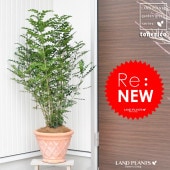<br><br>�ڴ��ָ���ӣ��̣š�H110cm����åե����ƥ饳�å��Ρ����ޥȥͥꥳ��ȭ��������Ω����Garden green series���Х륳�˥��ȡ���Ϸ�������ݥ���Ⱦò������տ�ʪ