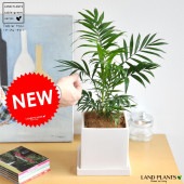<br><br>�ơ��֥�䥷 �� ���塼�ַ� ƫ��ȭ�ʥ����䥷�ե����С��� �䥷�����쥫�䥷����Ϸ�������ݥ���Ⱦò������տ�ʪ