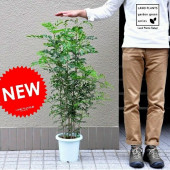 <br><br>���ޥȥͥꥳ 7�� �� �ץ饹���å�ȭ �ʥ����ե����С����������<br>���ȥͥꥳ�ġ�ȭ��������Ω�������ޥȥ�ͥ������ޥȥ�ͥ����ȥ�ͥ����Х륳�˥��ȡ����տ�ʪ ����̵��