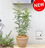 <br><br>�� �����ǥ�ĥ꡼ ��<br>��70cm�����ޥȥͥꥳ�����祳��ǥ�����ƥ饳�å��Ρ��ȥͥꥳ��ȭ��������Ω��Garden green series�������� <br>�ڳڥ���_�Τ��ۡڳڥ���_�Τ�����ۡڳڥ���_��å��ۡڳڥ���_��å����ϡۡ��Х륳�˥���