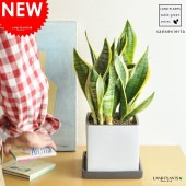 <br><br>���󥹥٥ꥢ������󥹥�����ƫ��ȭ�ˡ����󥻥٥ꥢ���򿢤����ߤޤ�������Ϸ�������ݥ���Ⱦò������տ�ʪ