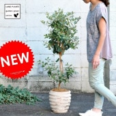 <br><br>�� �����ǥ�ĥ꡼ �ۡڲ̼��ۣ�120cm���ե������祢������ƥ������֥饦��ȭ�˿����������ʥʥ�����С�Garden green series���ȥ饤����ա���Ϸ�������ݥ���Ⱦò������տ�ʪ