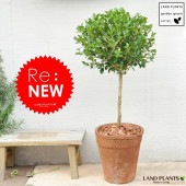 <br><br>�����襦�ĥ��Υȥԥ��꡼<br>�������ƥ饳�å�ȭ�Ρ�ȭ�����ܥå������å�<br>Garden green series����Ϸ�������ݥ���Ⱦò������տ�ʪ