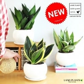 <br><br>������3��� ���󥹥٥ꥢ �� �ݷ� ƫ��ȭ�ڥϥ��ɥ��ܡ��롦������ <br>�ʥϥˡ��Хˡ�������С��ϥˡ����ԥ奢���꡼��� <br>ƫ��ȭ��ȭ������ȭ���ۥ磻�ȡ�<br>���󥻥٥ꥢ���ȥ�Υ����פ��� ���տ�ʪ ����̵��