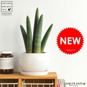 <br><br>���󥹥٥ꥢ�ʥ������֡� �� �ݷ� ƫ��ȭ<br>�����å��������󥹥������֡������ɥꥫ����Ϸ�������ݥ���Ⱦò������տ�ʪ