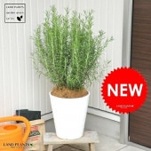 <br><br>�������ޥ꡼ 8�� �� ���饢����ȭ �ϡ��� �ڥ����ե����С���������������� <br>Ω���������ޥ꡼ <br>���������褱�����������ġ�rosemary�����Τ�������Ω��