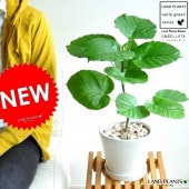 <br><br>����٥顼�� �� �淿�饦��� ƫ��ȭ�ʥԥ��С� <br>���ե������������١���������Υ���������ڡ�����٥顼�������տ�ʪ ����̵��