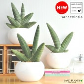 <br><br>��¿����ʪ�ۡڴ�����Ǥ��ۡ����󥹥٥ꥢ���ܥ󥻥�󥷥������Х�<br>�򿧴ݷ�ƫ��ȭ�˿����������󥻥٥ꥢ�������å�������Ϸ�������ݥ���Ⱦò������տ�ʪ