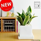 <br><br>���󥹥٥ꥢ�ʥ��꡼�󥰥��ǡ� �� ���塼�ַ� ƫ��ȭ S�������ڲ������С�������������� <br>���󥻥٥ꥢ���פ�������奦���ĥ��<br>�����������ͳѡ�ƫ��ȭ���ۥ磻��