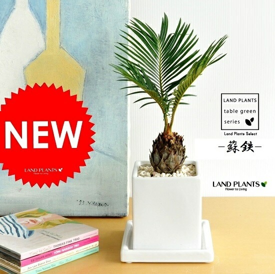 ガブさん専用 ソテツ 約1.1メートル 白鉢付き　現品　10号 ガブさん専用 ソテツ 約1.1メートル 白色鉢10号 ガブさん専用 ソテツ