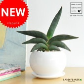 <br><br>���󥹥٥ꥢ�ʥ��֥������֥롼�� �� �ݷ� ƫ��ȭ <br>���󥻥٥ꥢ����奦���ĥ�󡡷�Ϸ�������ݥ���Ⱦò������տ�ʪ