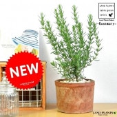 <br><br>�������ޥ꡼ �㿧 �⥹�ݥå� �������� �ƥ饳�å�ƫ��ȭ��ŷ�����С�������� <br>MOSS POT �ϡ���  �������������ƥ饳�å�ȭ<br>�����������������Τ���������