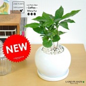 <br><br>�����ҡ����� �� �ݷ� ƫ��ȭ�ʲ������С˥����ҡ��Υ� <br>���ꡡcoffee ���եȡ����ڡ��ɥ�å� ���åס���Ϸ�������ݥ���Ⱦò������տ�ʪ