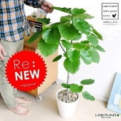 <br><br>����٥顼���ʥ��ȥ졼�ȼ����� �� ���饢����ȭ 8���ŷ���С��㿧�� <br>���ե���������٥顼��  ��������������8�桡�����ۤ��ˤ�����͵������ʤ�<br>�������١������������ϡ��ȥ꡼�ա�����Υ���������ڡ�����٥顼�����ݥ���Ⱦò������տ�ʪ