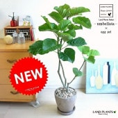 <br><br>����٥顼���ʼ��������� �㿧 ���å��� �饦���ƫ��ȭ��ŷ���С��㿧�� <br>ȭ���� ȭ ��100���� 8�� �� �֥饦�� <br>���տ�ʪ ����̵��