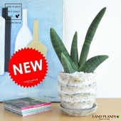 <br><br>�ڴ�����Ǥ��ۡ�NEW!!�����󥹥٥ꥢ���ܥ󥻥�󥷥������Х����������ͤΥǥ�����ƫ��ȭ�˿����������󥻥٥ꥢ�������å�������Ϸ�������ݥ���Ⱦò������տ�ʪ