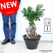 <br><br>NEW!!�����꣱����Ķ���硡������ޥ롡�ߺϻ�Ω�ơ��ĥ䤢���ȭ�˿�������������ޥ����<br>���ڳڥ���_��å��ۡڳڥ���_��å����ϡ۷뺧����ξ�ƤؤΥץ쥼��ȡ��ͻ����˥󥸥󥬥���ޥ롡������ޥ���������ޥ롡��Ϸ�������ݥ���Ⱦò������տ�ʪ