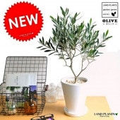 <br><br>���꡼�֡��򿧥ޥåȥȡ���ݥåȤ˿����������꡼�֤��ڡ�ȭ�������꡼��<br><br>�����ۤ��ˤ������۽ˤ���5000�ߡ��뺧����ξ�ƤؤΥץ쥼��ȡ��뺧���ε�ǰ�ʡ���£�襮�եȡ�ξ��£���ʡ��ġ����ڡ�ȭ��������Ϸ�������ݥ���Ⱦò������տ�ʪ