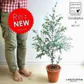 <br><br>�桼����ʥ��ˡ��� �㿧 �緿 �⥹�ݥå� �ƥ饳�å�ȭ <br>MOSS POT���ġ��桼����ץ��� <br>�⥹�ݥåȡ������顡�ݡ�����