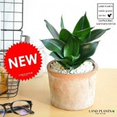 <br><br>���󥹥٥ꥢ�ʥԥ奢���꡼��� �㿧 �⥹�ݥå� ���������� <br>MOSS POT���ƥ饳�å���ȭ������ȭ��ƫ��ǾƤ�������󥸡�<br>�פ������ȥ�Υ������󥻥٥ꥢ ���տ�ʪ ����̵��