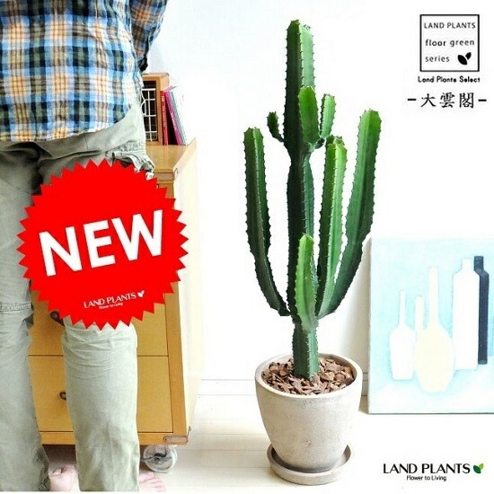 ダイウンカク　♻️リユース観葉植物 観葉植物 ユーフォルビア ダイウンカク（8号鉢）｜HanaPrime（ハナ