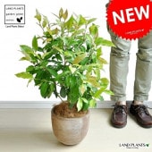 <br><br>NEW!!������ޡ��ȥ롡�ǥ�������ɤ��ƥ饳�å��Ρ����ȥ顼�롡<br>�ƥ饳�å�ȭ��������ޡ��ȥ����<br>���ġ����ڡ�����ޡ��ȥ�ϡ��֥ƥ���������ϡ��֡��󤻿����Х륳�˥��ȡ���Ϸ�������ݥ���Ⱦò������տ�ʪ
