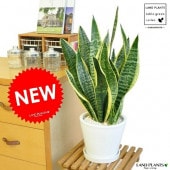 <br><br>���󥹥٥ꥢ�ʥ��������� �� �淿�饦��� ƫ��ȭ <br>���󥻥٥ꥢ���פ�����<br>���եȤ˺�Ŭ�ɣԣţͤ��<br>���ڳڥ���_�Τ��ۡڳڥ���_�Τ�����ۡڳڥ���_��å��ۡڳڥ���_��å����ϡۥ�奦���ĥ��