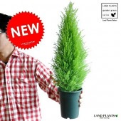 <br><br>������ɥ��쥹�ȡ����桡����40cm�����ڡ����˥ե���<br>����Ĺ®�٤�®����ʪ���󤻿����䡢�����Υ���ܥ�ĥ꡼�ˡ���������ޡ����ꥹ�ޥ��ĥ꡼�����쥹�ȡ�������������������ޡ��ݥ���Ⱦò� ���տ�ʪ����Ϸ�������ݥ���Ⱦò������տ�ʪ